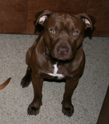 Chocolate Red Nose Pit Bull