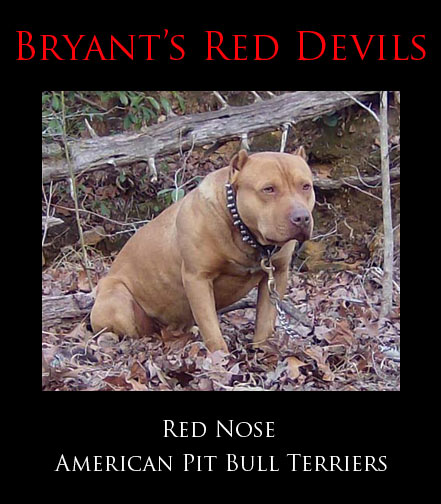 Chocolate Red Pitbulls