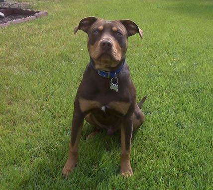 Tri-Color Red Nose Pit Bull