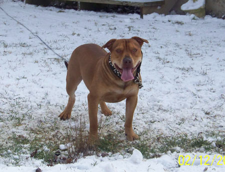 Red Red Nose Pit Bull