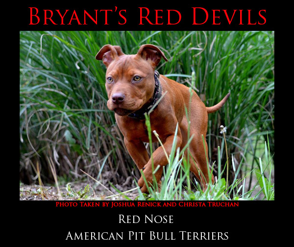 Bryant's Red Devils Red Nose American Pit Bull Terriers