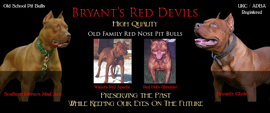Bryant's Red Devils Old Family Red Nose Pit Bulls