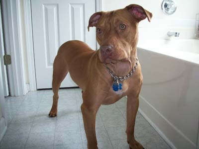 Red Red Nose Pit Bull