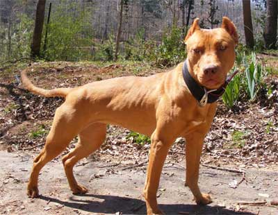 Red Female Red Nose Pit Bull