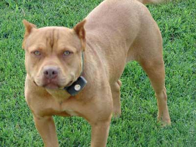 Female Red Nose Pit Bull