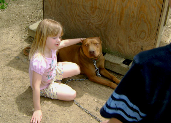 Red Red Nose Pit Bull Playing with Kids