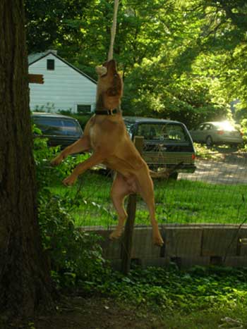 Red Nose Pit Bull