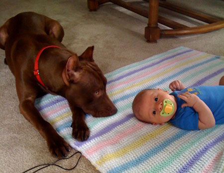 Chocolate Red Nose Pit Bull