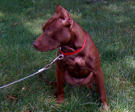 Chocolate Red Nose Pit Bull