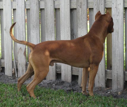 Male Red Nose Pit Bull