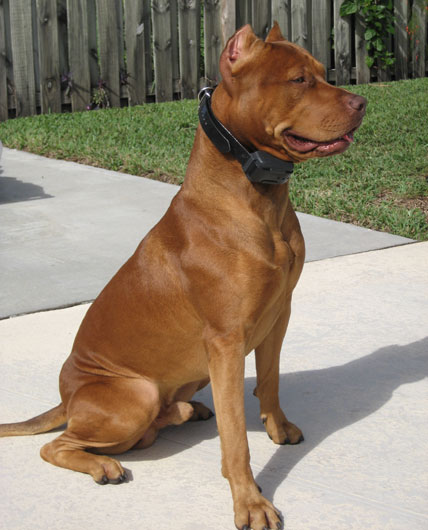 Male Red Nose Pit Bull