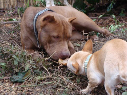 Chocolate Red Nose Pit Bull