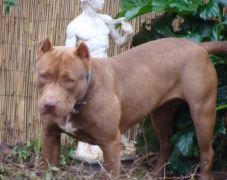 Chocolate Red Nose Pit Bull