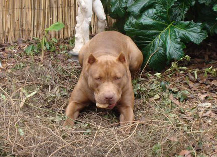 Chocolate Red Nose Pit Bull