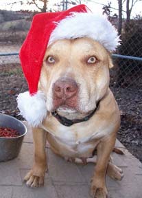 Red Nose Pit Bull