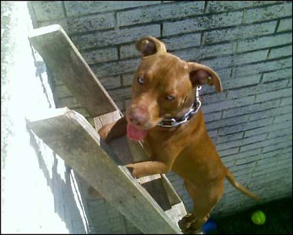 Female Red Nose Pit Bull