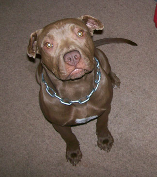 Female Red Nose Pit Bull