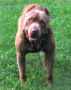 Chocolate Red Nose Pit Bull