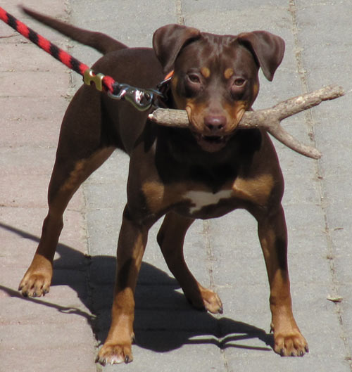 Tri-color Red Nose Pit Bull