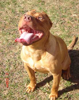 Red Nose Pit Bull