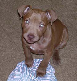 Chocolate Red Nose Pit Bull