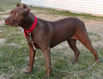 Chocolate Red Nose Pit Bull