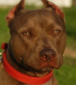 Chocolate Red Nose Pit Bull