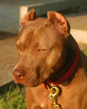 Chocolate Red Nose Pit Bull