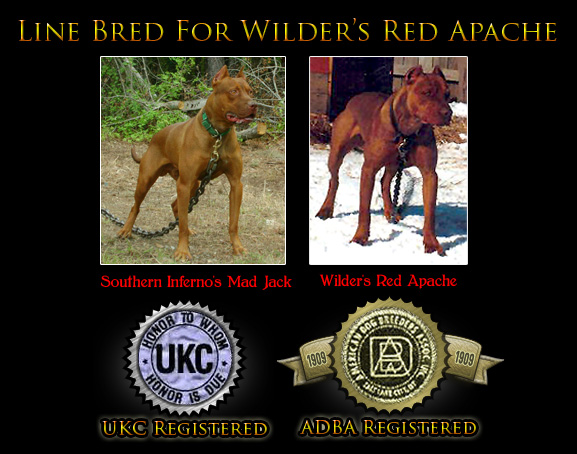 registered pitbull breeders