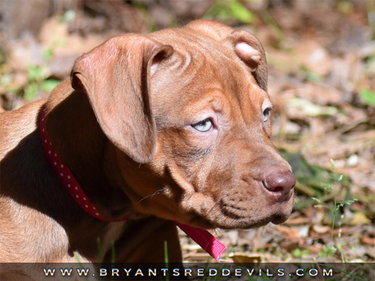 red pitbull puppies for sale near me