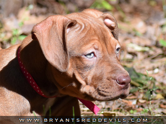 american pitbull blue nose for sale