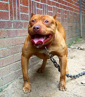 Male Red Nose Pit Bull