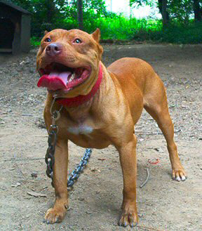 Male Red Nose Pit Bull