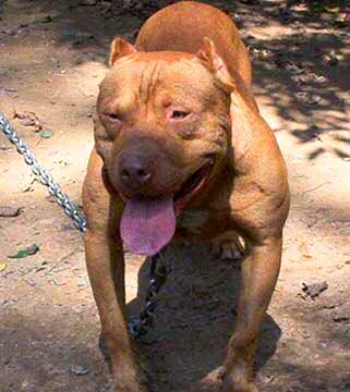 Male Red Nose Pit Bull