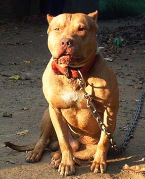 Male Red Nose Pit Bull