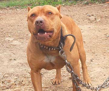 Old Family Red Nose Male Pit Bull