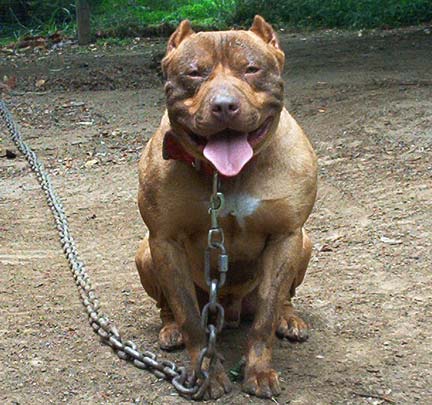 Male Red Nose Pit Bull