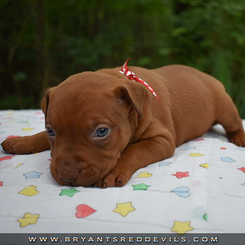 Red Nose Pit Bull Puppies For Sale