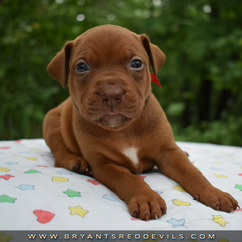 Red Nose Pit Bull Puppies For Sale