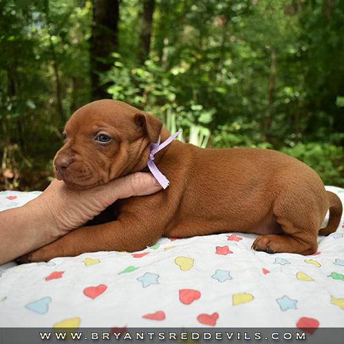 Red Nose Pit Bull Puppies For Sale
