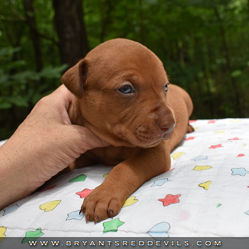 Red Nose Pit Bull Puppies For Sale