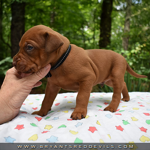 Red Nose Pit Bull Puppies For Sale