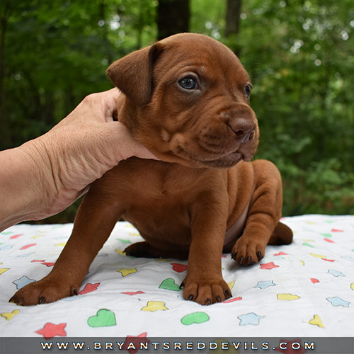 Red Nose Pit Bull Puppies For Sale