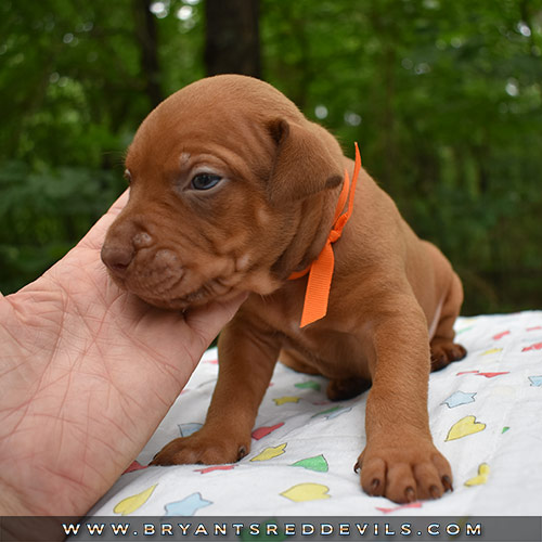 Red Nose Pit Bull Puppies For Sale