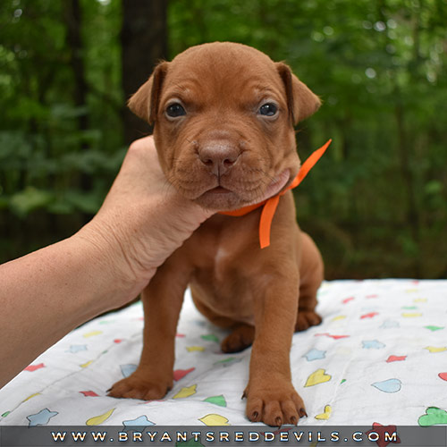 Red Nose Pit Bull Puppies For Sale