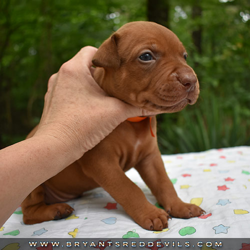 Red Nose Pit Bull Puppies For Sale