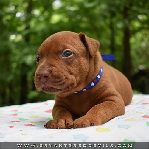 Red Nose Pit Bull Puppies For Sale