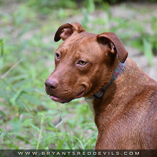Old Family Red Nose Female