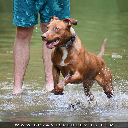 Spunky a Female Red Nose Pit Bull