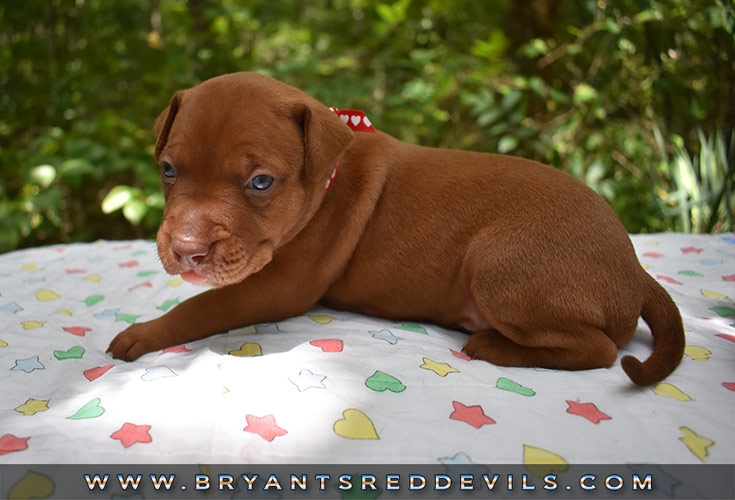 Old Family Red Nose Puppy